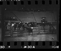 Phil Easter on Bull #60