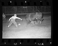 Unknown Rodeo clowns Bull fighting