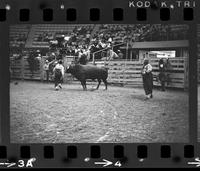 Bo Ashorn & other Rodeo clowns Bull fighting, Bull #251