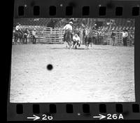 Norman Dannecker Steer wrestling