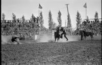 C.T. Jones Calf roping