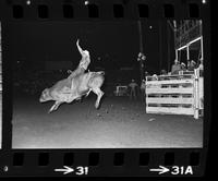 Bob Currie on Bull #28