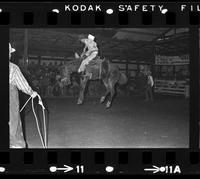 Unknown Saddle bronc rider