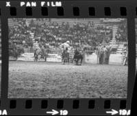 Theo Kelly Steer wrestling, 5th Perf.