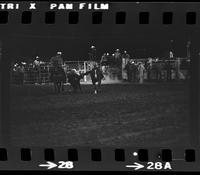 Robt. McGuire Steer wrestling