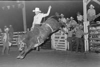 Larry Hatchell on Bull #644