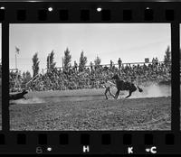 Dick Hoose Calf roping