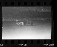 Rodeo clown Glen Urban Bull fighting with Bull #034