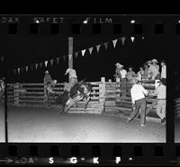 Unidentified Bull rider