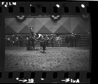 Quinn D'Imperio Calf roping