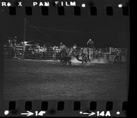 Gary Wininger Steer wrestling