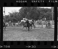 Danny Newland on Saddle bronc #7