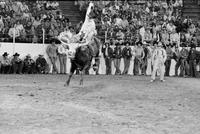 Bill Bonner on Bull #7