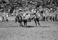 Chas. Lowry Steer wrestling