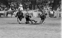 Duwayne Martin Steer wrestling