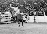 Art Ray on Bull #T11