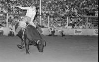 Spankey Browne on Bull #29