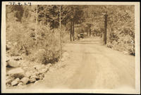 [woman walking toward automobile along roadway thru trees]