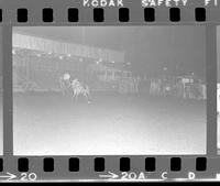 Greg Alesop Steer wrestling