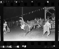 Unidentified Bull rider