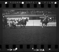 John Corkery Steer wrestling