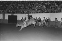Sue Pirtle Hays Girls Bull riding