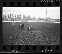 Unknown Rodeo clowns Bull fighting with "Buster"