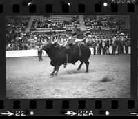 Bob Curry on Bull #155