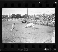 Unknown Rodeo clowns Bull fighting