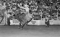 Steve Claypoole on Bull #39