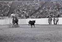 Gale Snead Calf ropiong