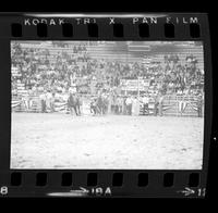 Pat Riddle Steer wrestling