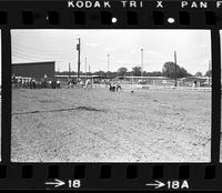 Allen Jones Ribbon roping