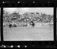 Perry Lee Calf roping