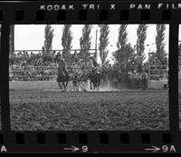 Phil Tharp Steer wrestling