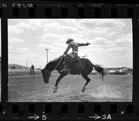 Ken Welsh Saddle bronc riding