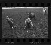 Unknown Rodeo clowns Bull fighting with "Buster"