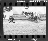 Butch Bode calf roping