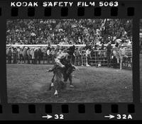 Unidentified Rodeo clowns Bull fighting