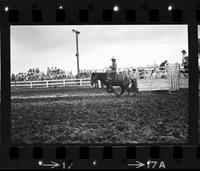 Gene Maynard on Big John