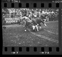Unidentified Rodeo Clown Bull fighting