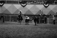 Stan Christian Steer wrestling
