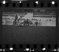 Gary Tatum Steer wrestling