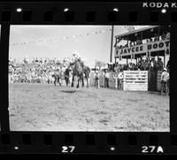 Brad Webb on unknown Saddle bronc