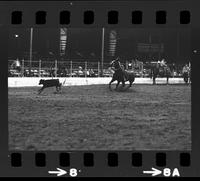 Tom Ferguson Calf roping