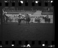 Hampton Robertson Steer wrestling