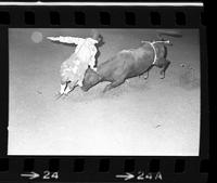 Skipper Voss, Rodeo clown, Bull fighting with Bull #60