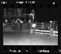 Terry Johnston on Bull #70