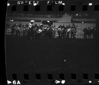 Frank Shepperson Steer wrestling