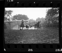 Chas. Roe Steer wrestling